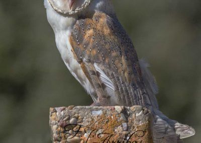 lechuza comun - barn owl - fjarribas