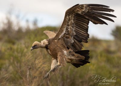buitre leonado - griffon vulture - fjarribas