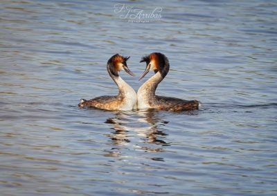 love - fjarribas