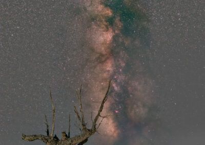 arbol de malacuera - fjarribas