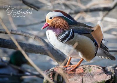 pato mandarin - mandarin duck - fjarribas