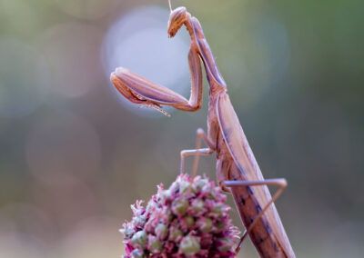 mantis religiosa - fjarribas