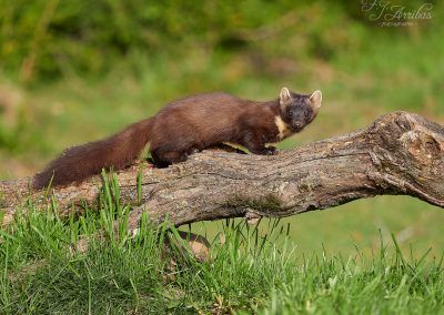 marta - pine marten - fjarribas
