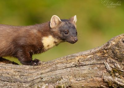 marta - pine marten - fjarribas