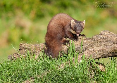 marta - pine marten - fjarribas