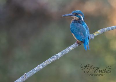 martin pescador - kingfisher