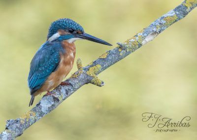martin pescador - kingfisher