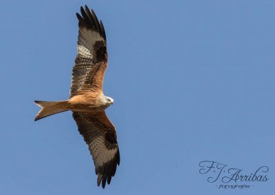 milano real - red kite - fjarribas