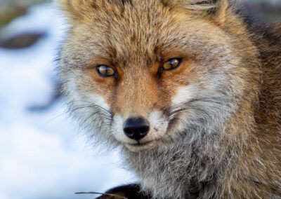 mirada astuta - fjarribas