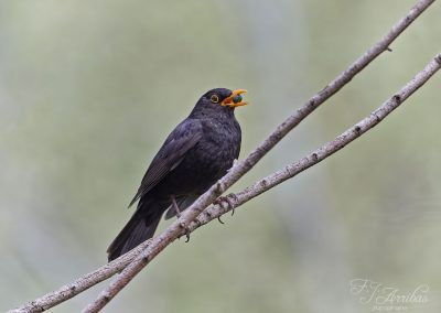 mirlo comun / common blackbird - fjarribas