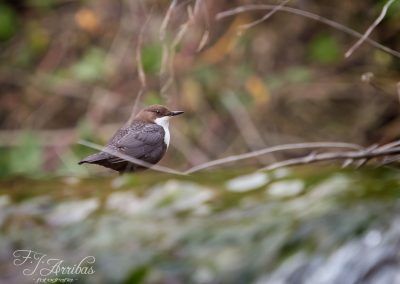 mirlo acuatico - white-throated diper - fjarribas