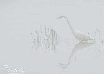 morning fog - fjarribas