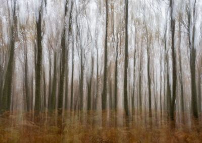 mystic forest - fjarribas