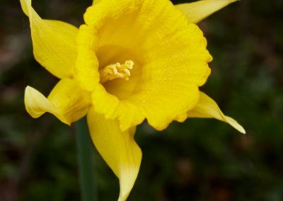 narciso - narcissus - fjarribas