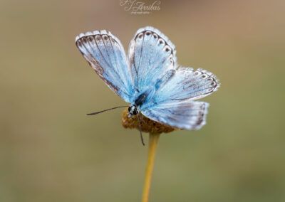 nina coridon . chalkhill blue - fjarribas