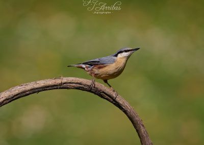 trepador azul - eurasian nuthatch - fjarribas