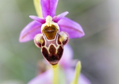 orquidea becada - fjarribas