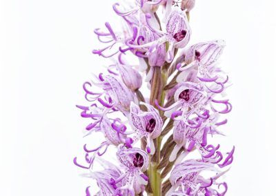 orquidea mono - fjarribas