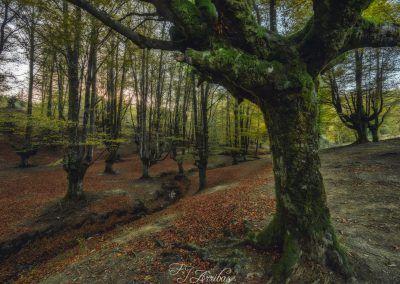 otzarreta forest - fjarribas