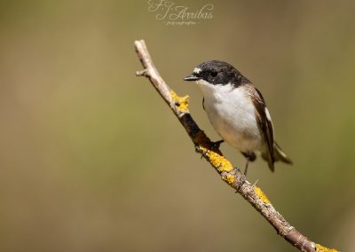 papamoscas cerrojillo - european pied flycatcher - fjarribas