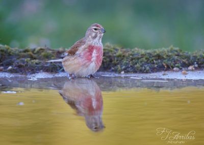 pardillo comun - common linnet