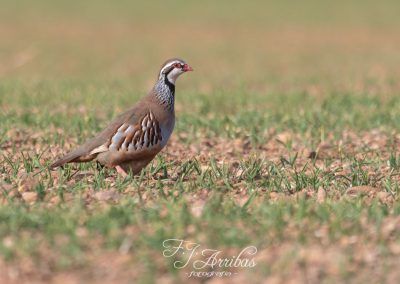 perdiz comun - red legged partridge - fjarribas
