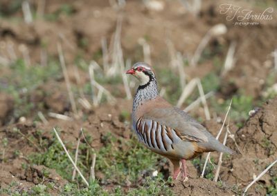 perdiz roja - red legged partridge - fjarribas