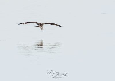 aguila pescadora - osprey - fjarribas