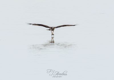 aguila pescadora - osprey - fjarribas