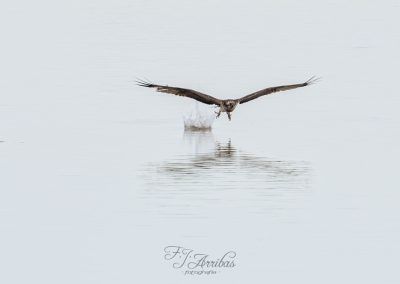 aguila pescadora - osprey - fjarribas