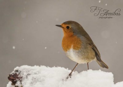 petirrojo europeo - european robin - fjarribas