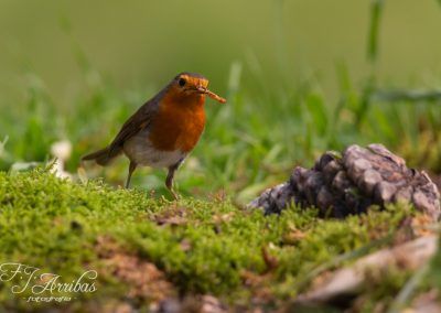 petirrojo europeo - european robin - fjarribas