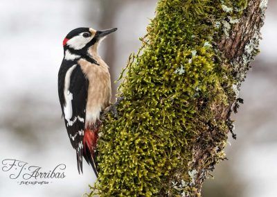 pico picapinos - great spotted woodpecker - fjarribas