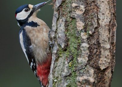 pico picapinos - great spotted woodpecker - fjarribas