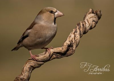 picogordo - hawfinch - fjarribas