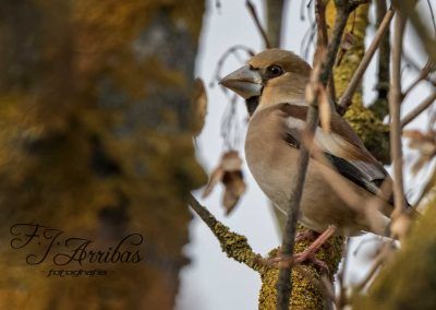 picogordo - hawfinch - fjarribas