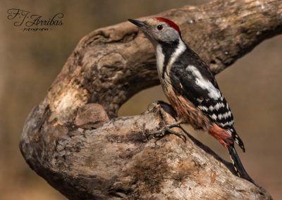 pico mediano - middle spotted woodpecker - fjarribas