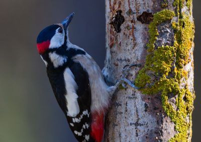 pico picapinos macho - great spotted woodpecker male - fjarribas