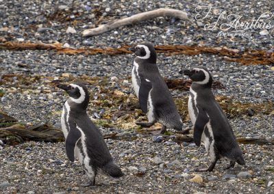 pinguino de magallanes - magellanic penguin - fjarribas
