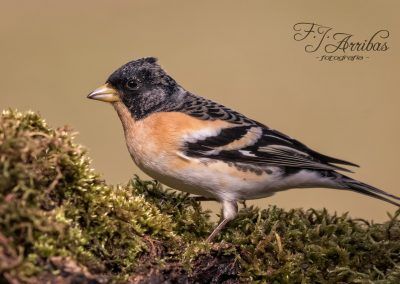 pinzon real - brambling - fjarribas