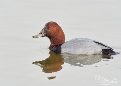 porron europeo - common pochard - fjarribas