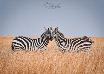 posing - fjarribas