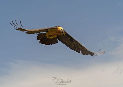 quebrantahuesos - bearded vulture - fjarribas