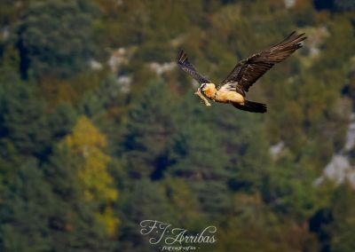 quebrantahuesos - bearded vulture - fjarribas
