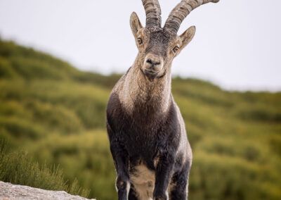 que miras - fjarribas