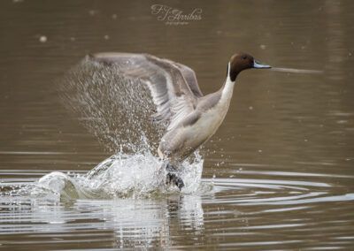 anade rabudo - northern pintail - fjarribas