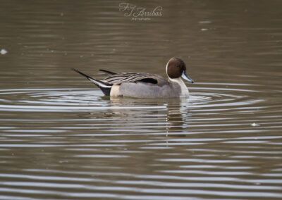 anade rabudo - northern pintail - fjarribas