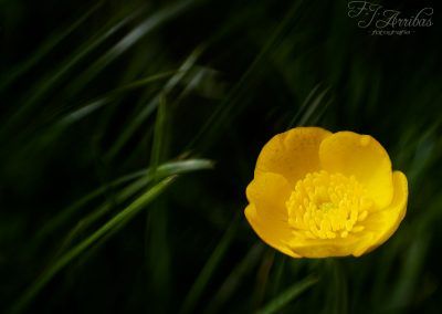boton de oro - gold button - fjarribas