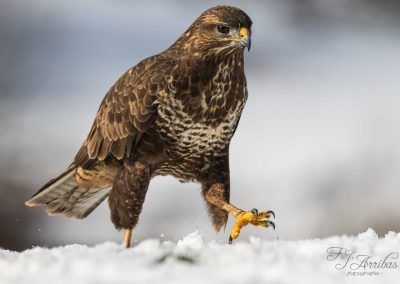 busardo ratonero - common buzzard - fjarribas