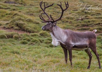reno salvaje - wild reindeer - fjarribas